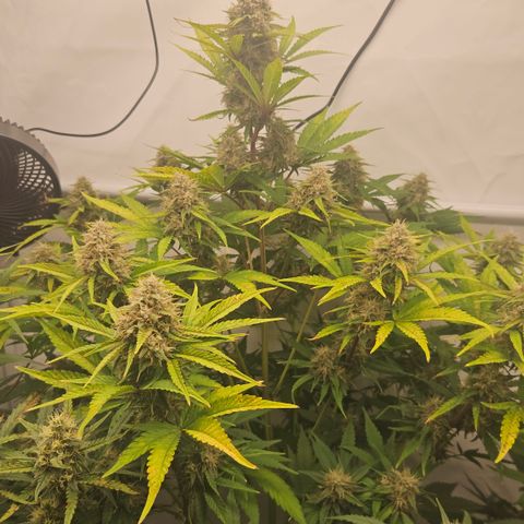Purple Lemonade FF growlog timeline photo