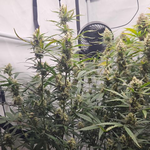 Forbidden Runtz Auto growlog timeline photo
