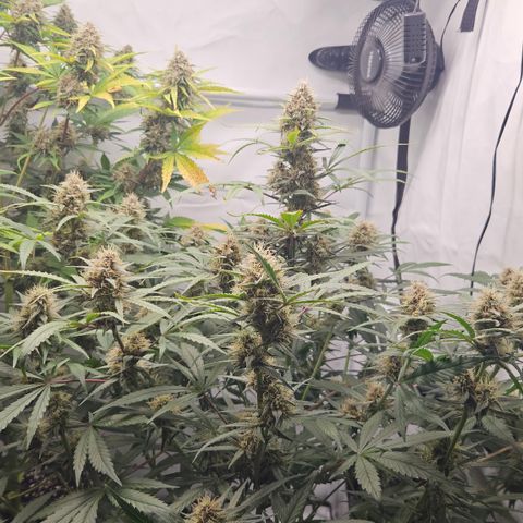 Purple Punch growlog timeline photo