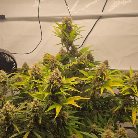 Purple Lemonade FF growlog timeline photo