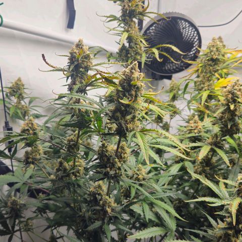 Forbidden Runtz Auto growlog timeline photo