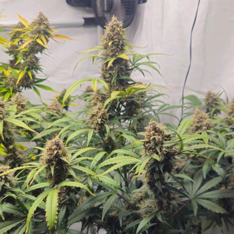 Purple Punch growlog timeline photo