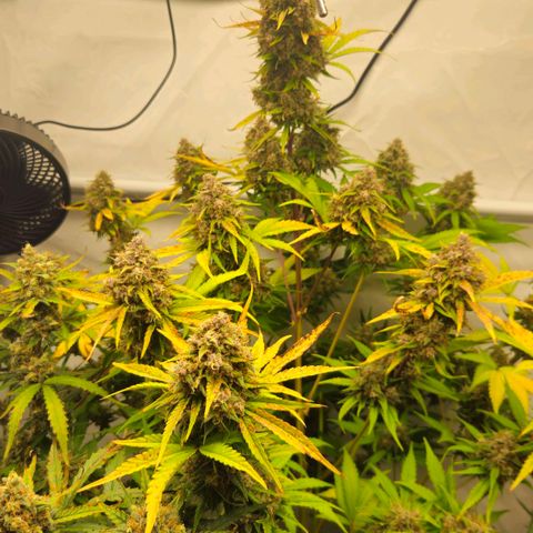 Purple Lemonade FF growlog timeline photo
