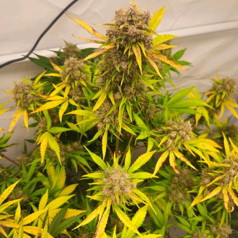 Purple Lemonade FF growlog timeline photo