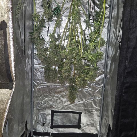 Purple Lemonade FF growlog timeline photo