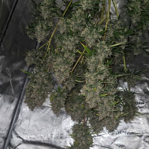 Purple Lemonade FF growlog timeline photo