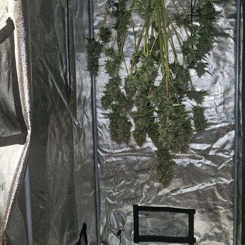 Purple Lemonade FF growlog timeline photo