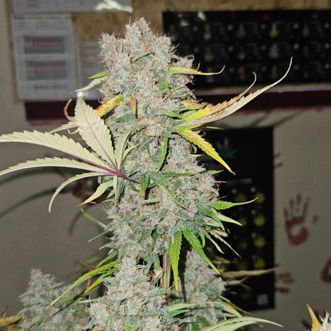 Purple Lemonade FF growlog timeline photo