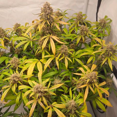 Purple Punch growlog timeline photo