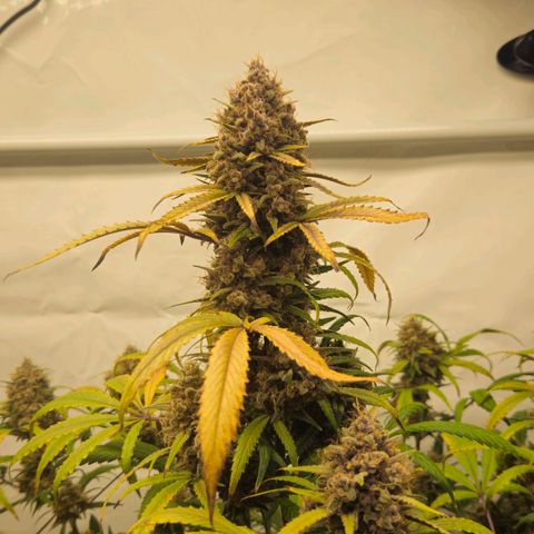 Purple Punch growlog timeline photo