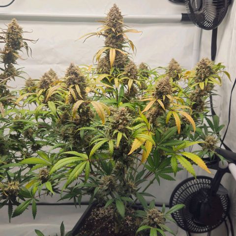 Purple Punch growlog timeline photo
