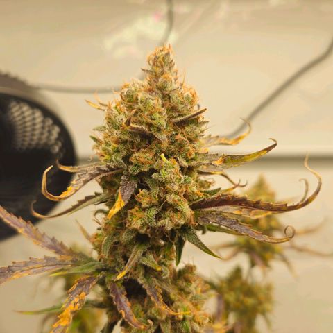 Forbidden Runtz Auto growlog timeline photo