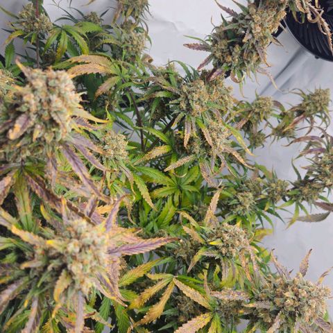Forbidden Runtz Auto growlog timeline photo