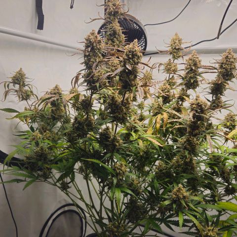 Forbidden Runtz Auto growlog timeline photo