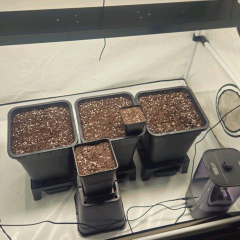 DNA Cake  growlog timeline photo