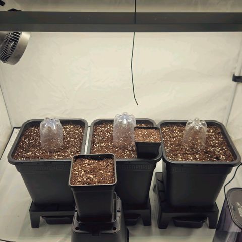 DNA Cake  growlog timeline photo