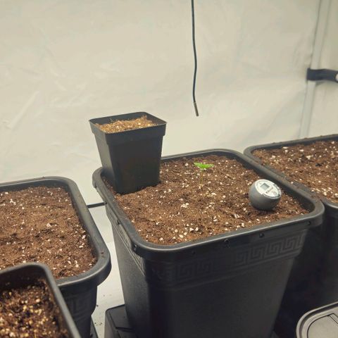 DNA Cake  growlog timeline photo