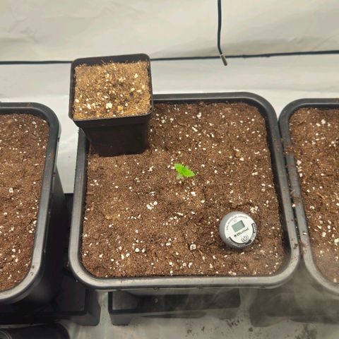 DNA Cake  growlog timeline photo