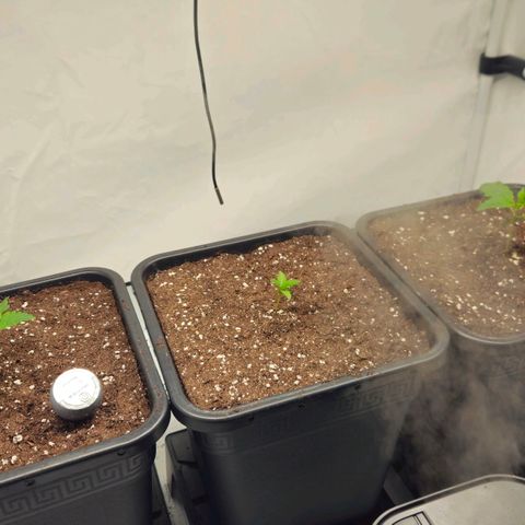 DNA Cake  growlog timeline photo