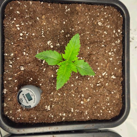 DNA Cake  growlog timeline photo