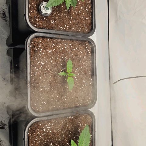 DNA Cake  growlog timeline photo