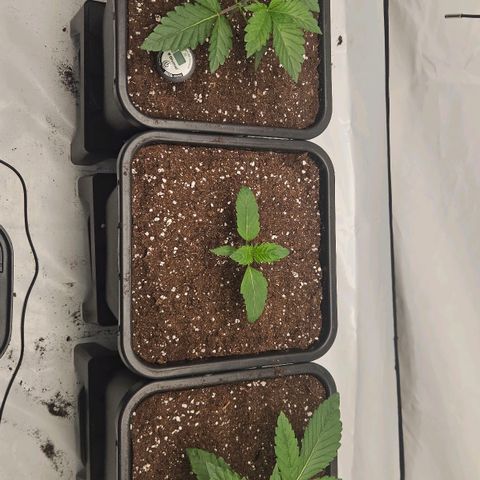 DNA Cake  growlog timeline photo