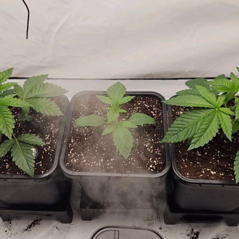 DNA Cake  growlog timeline photo