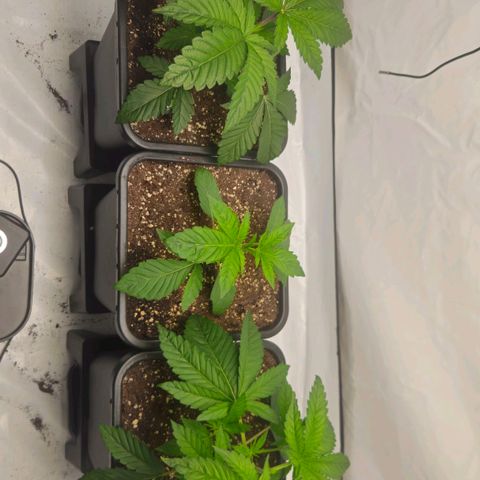 DNA Cake  growlog timeline photo