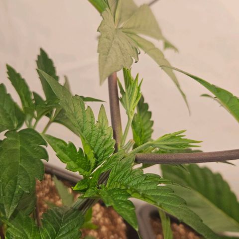 DNA Cake  growlog timeline photo