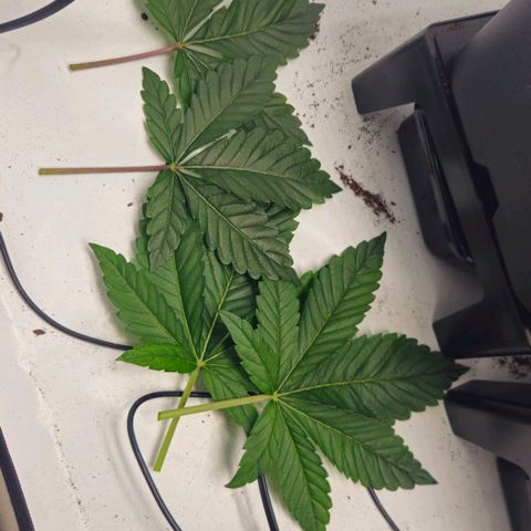 DNA Cake  growlog timeline photo