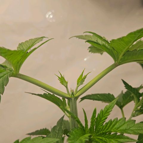 DNA Cake  growlog timeline photo