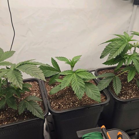 DNA Cake  growlog timeline photo