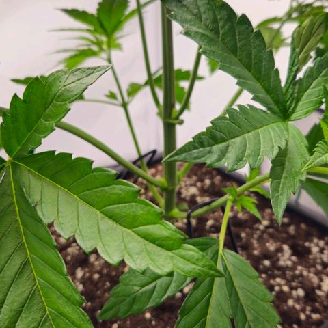 DNA Cake  growlog timeline photo