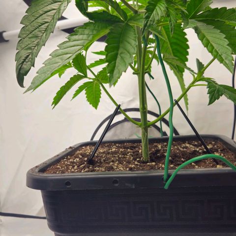 DNA Cake  growlog timeline photo