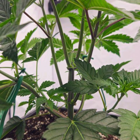 DNA Cake  growlog timeline photo