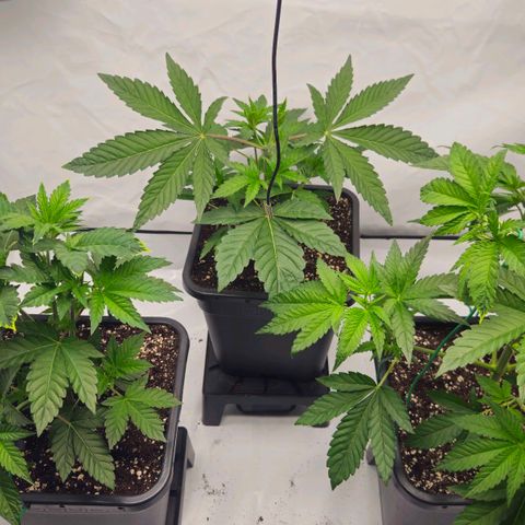 DNA Cake  growlog timeline photo