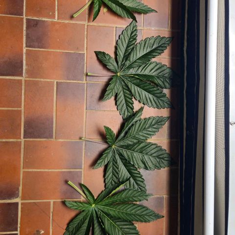 DNA Cake  growlog timeline photo