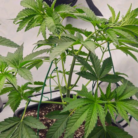 DNA Cake  growlog timeline photo