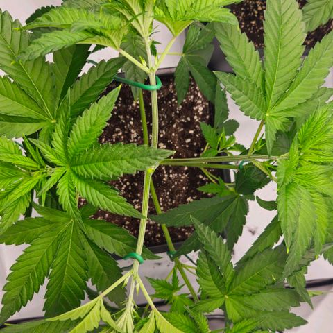 DNA Cake  growlog timeline photo