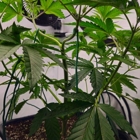 DNA Cake  growlog timeline photo