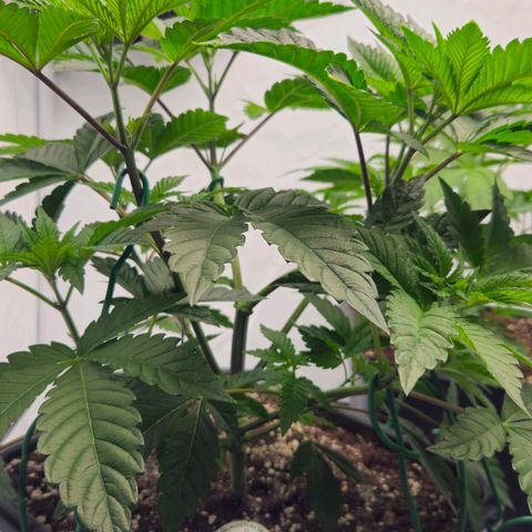 DNA Cake  growlog timeline photo