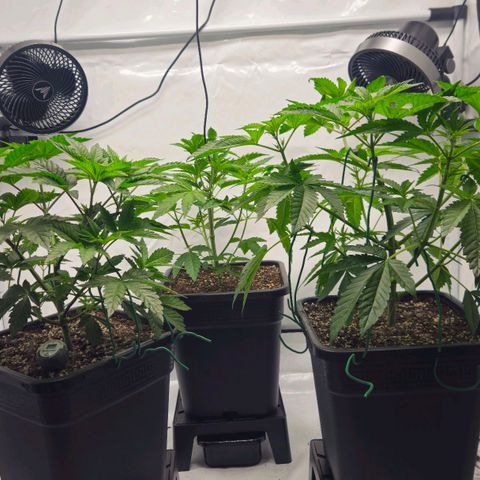 DNA Cake  growlog timeline photo