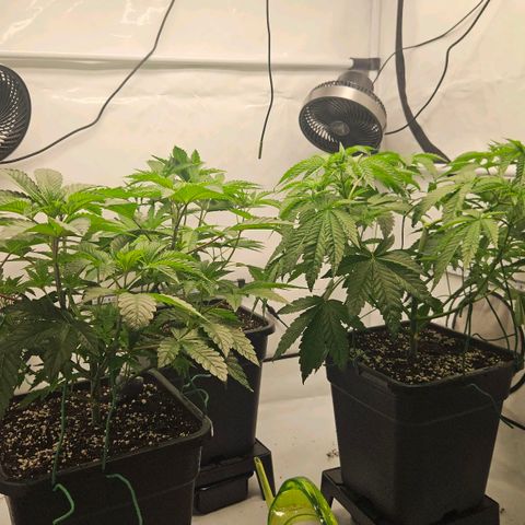 DNA Cake  growlog timeline photo