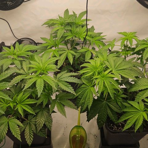 DNA Cake  growlog timeline photo