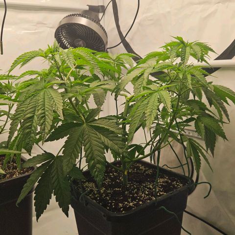 DNA Cake  growlog timeline photo