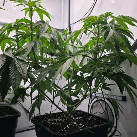 DNA Cake  growlog timeline photo