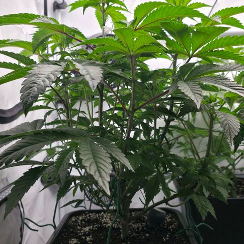 DNA Cake  growlog timeline photo