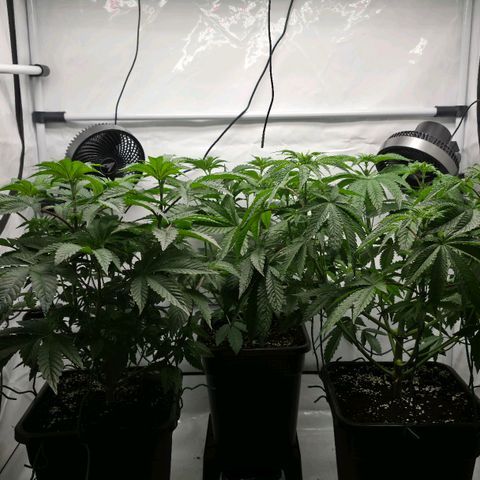 DNA Cake  growlog timeline photo