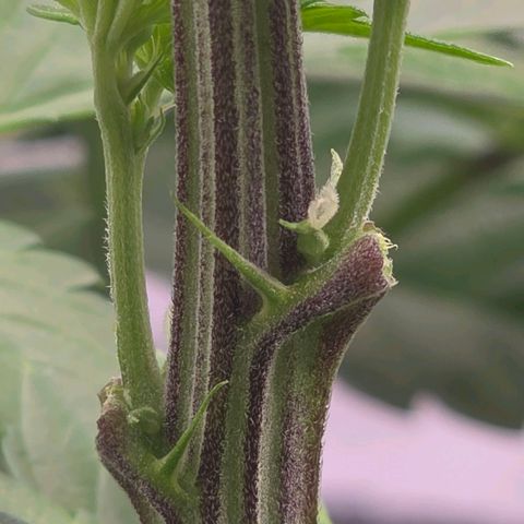 DNA Cake  growlog timeline photo
