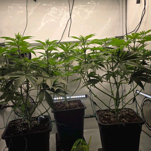 DNA Cake  growlog timeline photo